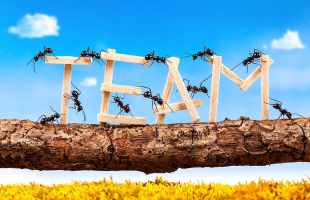 Ameisen bilden das Wort "Team" | Credit: iStock.com/shutter_m