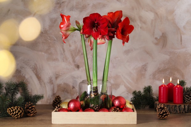 Amaryllis