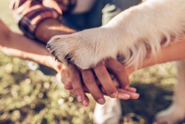 Menschenhände und Hundepfote | Credit: iStock.com/Vasyl Dolmatov
