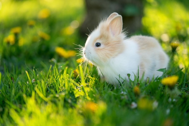 Kaninchen in Wiese | Credit: iStock.com/sduben