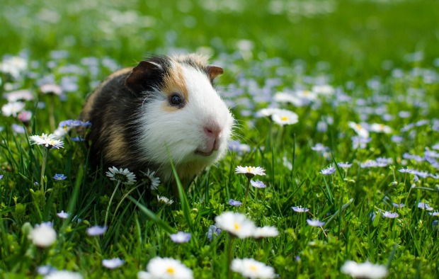 Meerschweinchen in Wiese | Credit: iStock.com/Galyna0404