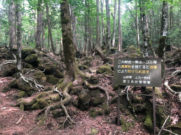 Suizidwald in Japan | Credit: iStock.com/Collin Arts