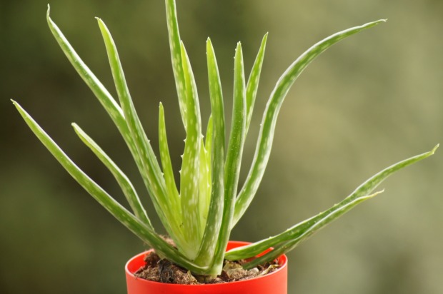 Aloe Vera am Fenster | Credit: iStock.com/Denise Hasse