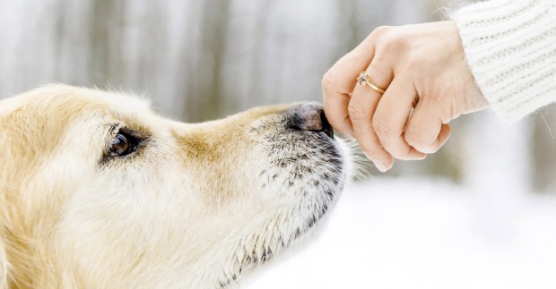 Ein Hunde der an der Hand seines Frauchens schnüffelt.