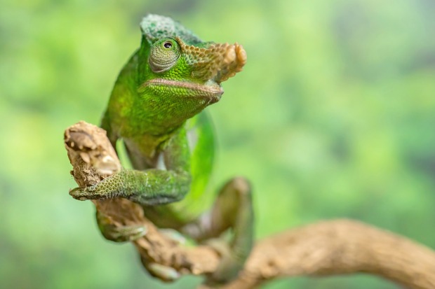 Ein Zweihornchamäleon sitzt auf einem Ast | Credit: Daniel Zupanc
