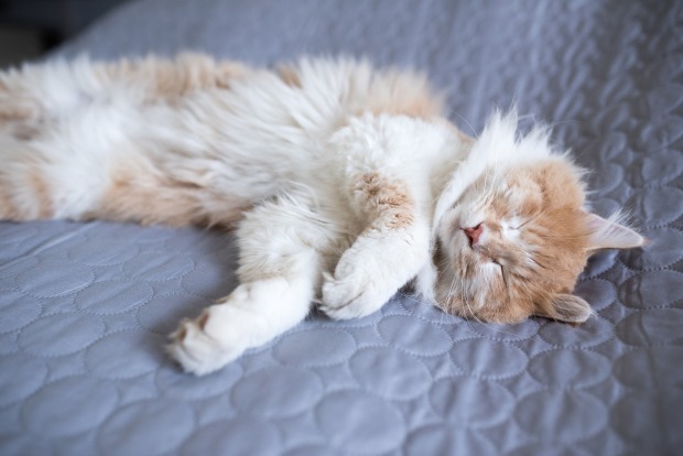 Schlafende Katze