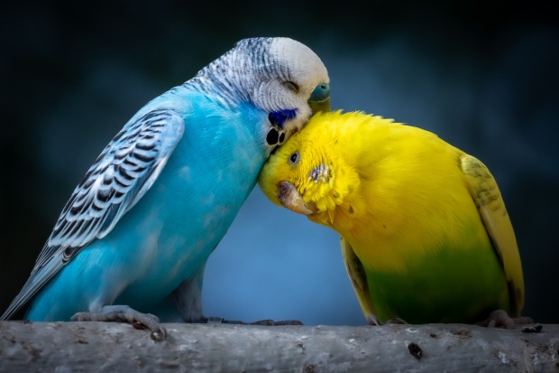 Vögel