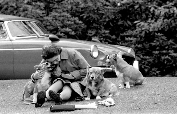 Queen Elizabeth liebt ihre Corgis