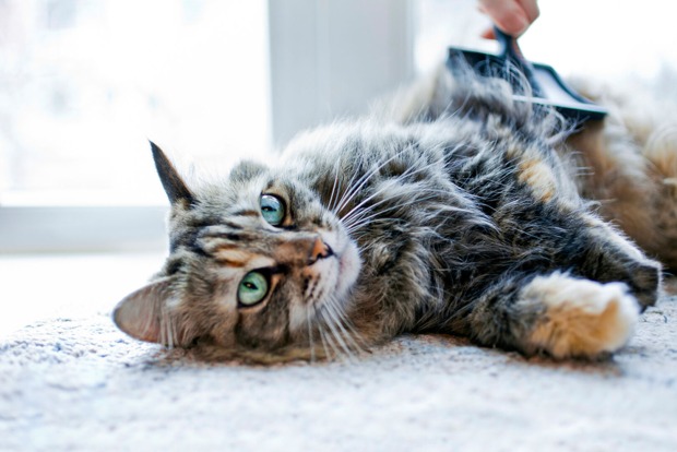 Eine Katze wird von ihrem Besitzer gebürstet | Credit: iStock.com/MilenaKatzer
