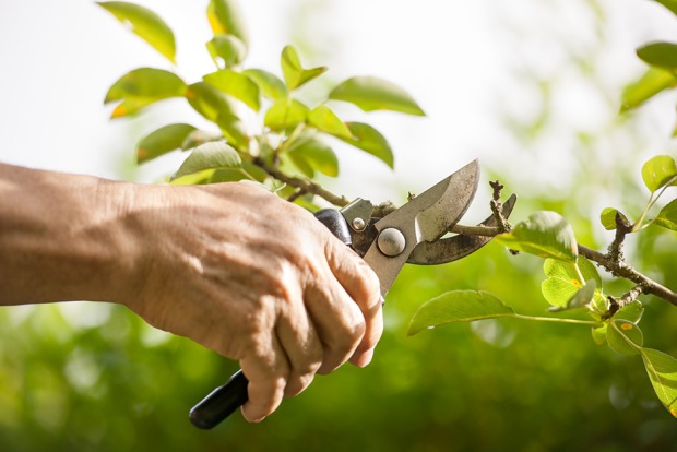 Rückschnitt der Sträucher per Gartenschere | Credit: iStock.coM/AlexRaths