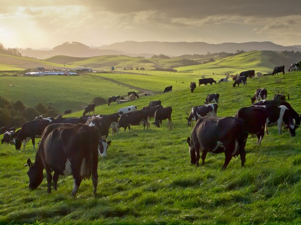 Kühe weihen in Flock Hill | Credit: iStock.com/CreativeNature_nl
