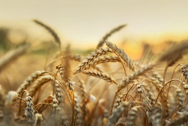 Weizenfeld | Credit: iStock.com/ygrek