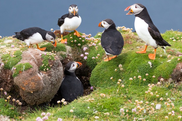 Papageientaucher | Credit: iStock.com/ Sally Hinton