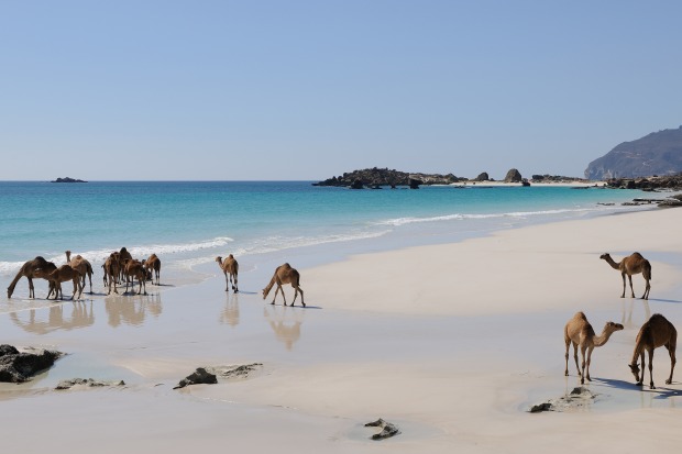 Oman: Kamele am Strand | Credit: iStock.com/ Hans Harms