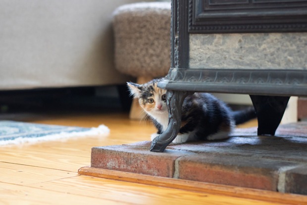 Schüchterne kleine Katze versteckt sich | Credit: iStock.com/JosephJacobs