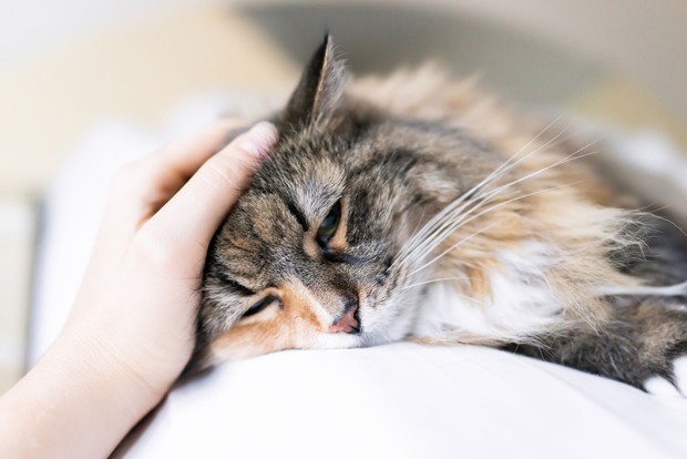 Traurige Katze wird von ihrer Besitzerin gestreichelt | Credit: iStock.com/krblokhin