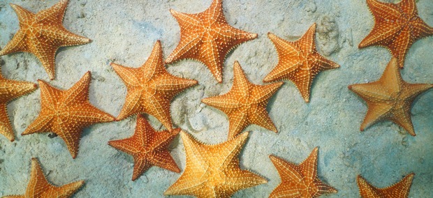 Seesterne | Credit: iStock.com/Damocean