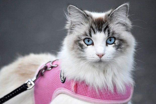 Katze mit Brustgeschirr | Credit: iStock.com/Raphael Ruz