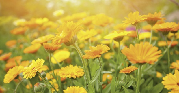 Dotterblumen