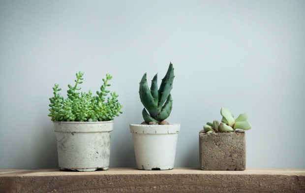 Pflanzen mit Blumentöpfe aus Beton | Credit: iStock.com/Jusakas