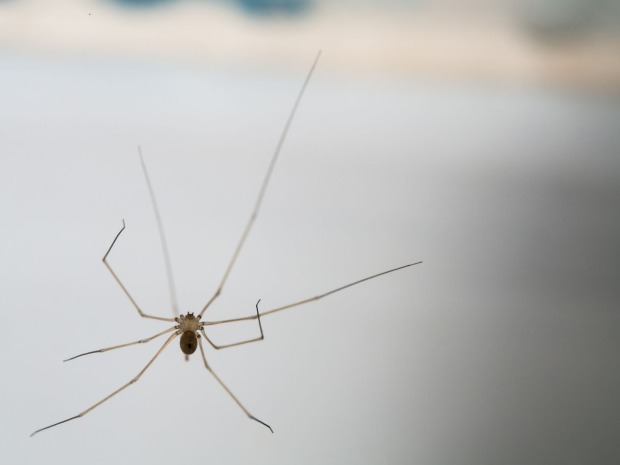 Spinne mit langen Beinen sitzt in einem Zimmer | Credit: iStock.com/wichatsurin