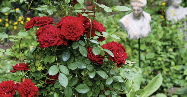 Rote Rosen