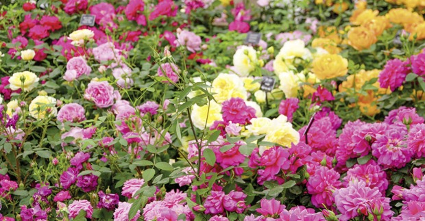 Ein Meer aus Rosen