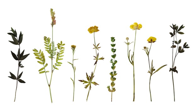 Gepresste Blumen | Credit: iStock.com/Larisa Rusina