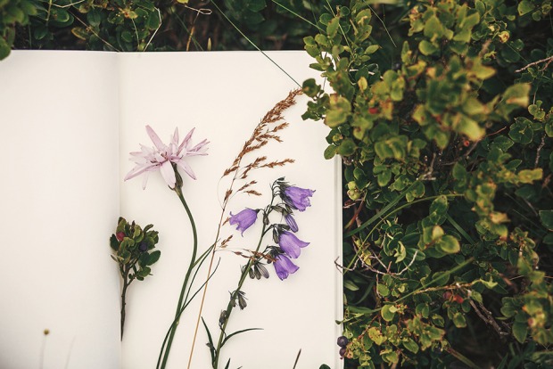 Gepresste Wiesenblumen | Credit: iStock.com/Bogdan Kurylo