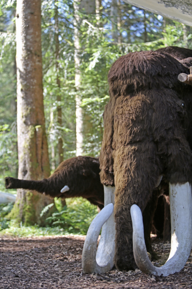 Urzeitwald | Credit: www.urzeitwald.at