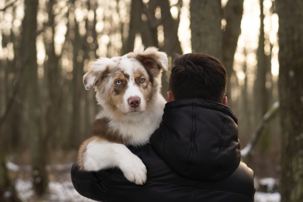 Aussie Welpe mit Besitzer