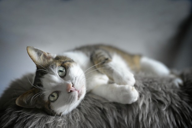 Katze liegt entspannt ausgestreckt auf ihrer Kuscheldecke | Credit: iStock.com/Lightspruch