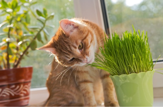 Katzen knabbert Katzengras | Credit: iStock.com/Okssi68