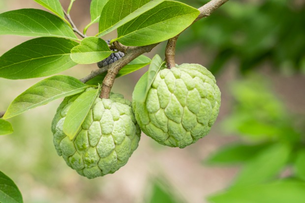 Zimtapfel | Credit: iStock.com/khanet janngam