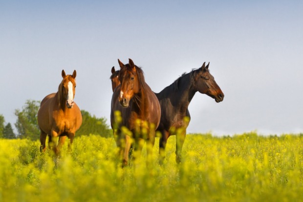 Gruppe freilaufender Pferde | Credit: iStock.com/Callipso