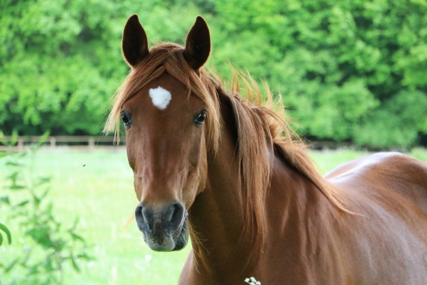 Braunes Pferd von vorne | Credit: iStock.com/BiancaGrueneberg