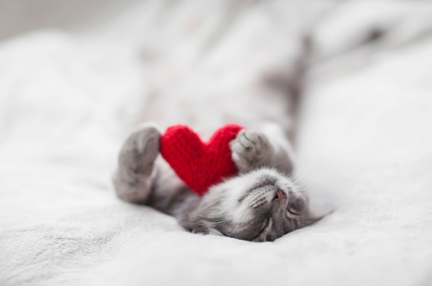 Kleine Katze schläft auf einer weichen Decke | Credit: iStock.com/Nataba