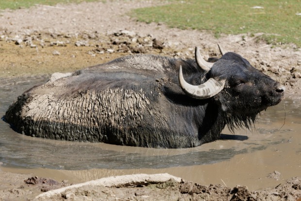 Wasserbüffel | Credit: Martin Siepmann / imageBROKER / picturedesk.com