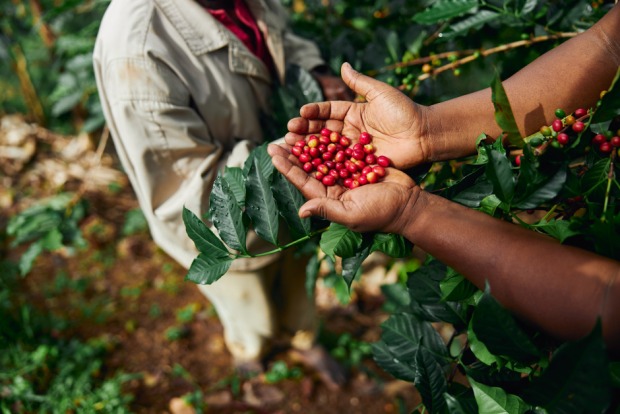 Arbeiter erntet Kaffeebohnen | Credit: iStock.com/Yaroslav Astakhov