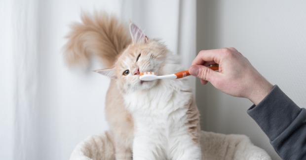 Mann putzt seiner Katze die Zähne | Credit: iStock.com/Nils Jacobi