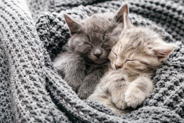 Zwei kleine Kätzchen schlafen in eine Decke eingehüllt | Credit: iStock.com/Beton studio
