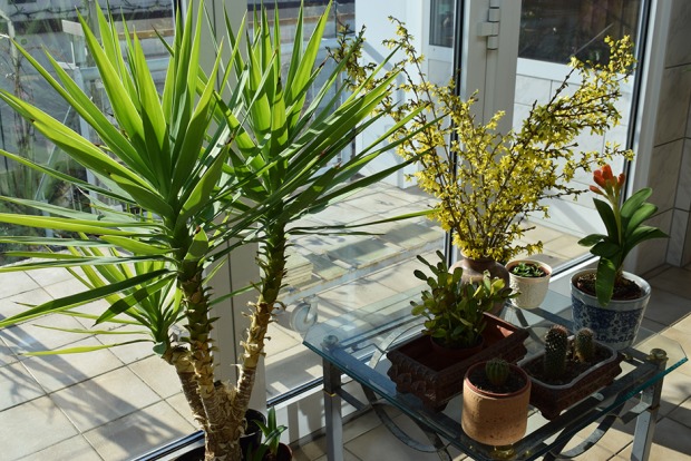 Yucca am Fenster | Credit: iStock.com/Markus Volk
