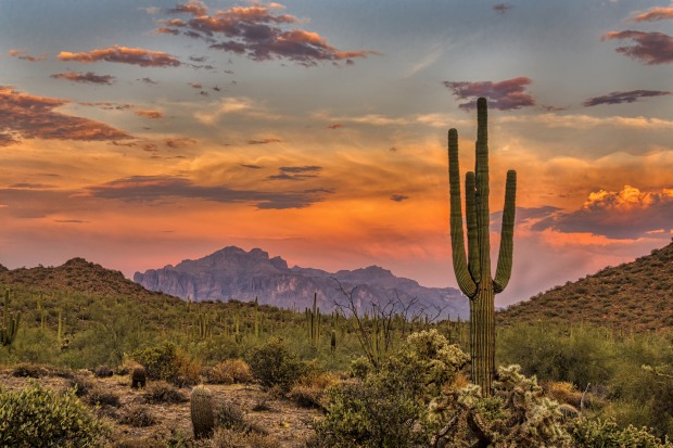 Wie aus dem Bilderbuch: Sonnenuntergang in der Sonora-Wüste. | Credit: iStock.com/ Brent_1