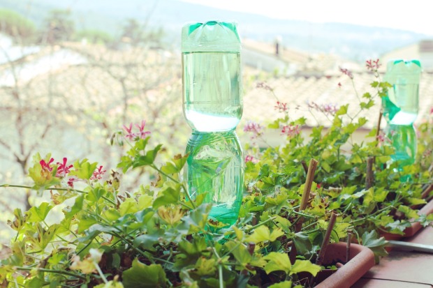 In einem Pflanzentopf steckt eine Flasche | Credit: iStock.com/Rafmaster