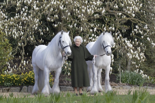 Die Queen mit zwei schneeweißen Ponys