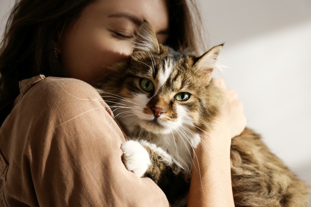 Katze