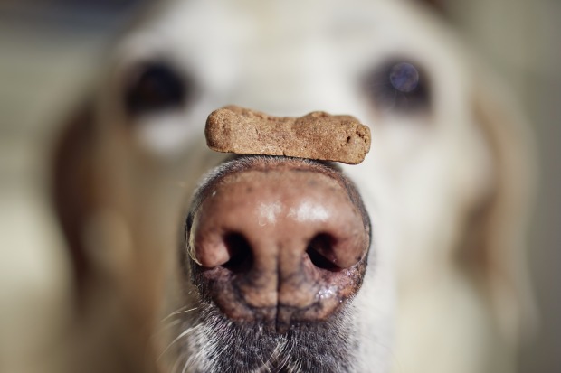 Hund