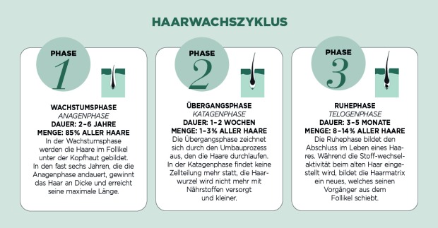 Haarzyklus