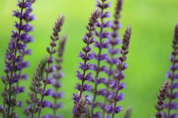 Wildwachsender Salbei | Credit: iStock.com/Imladris01