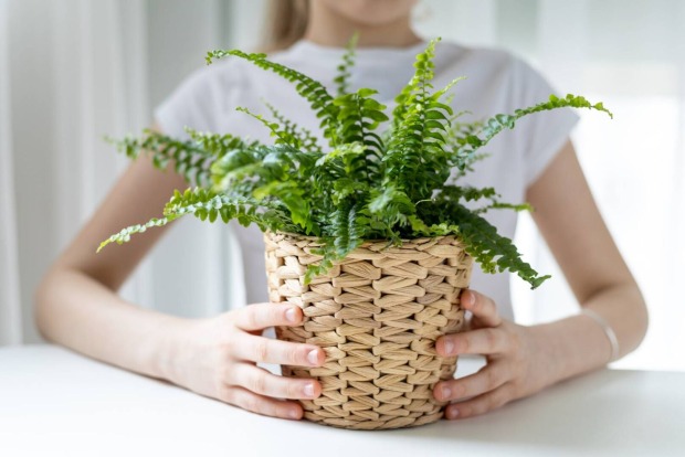 Junge Frau mit einem Topf Schwertfarn in der Hand | Credit: iStock.com/Marina Meshcherskaia